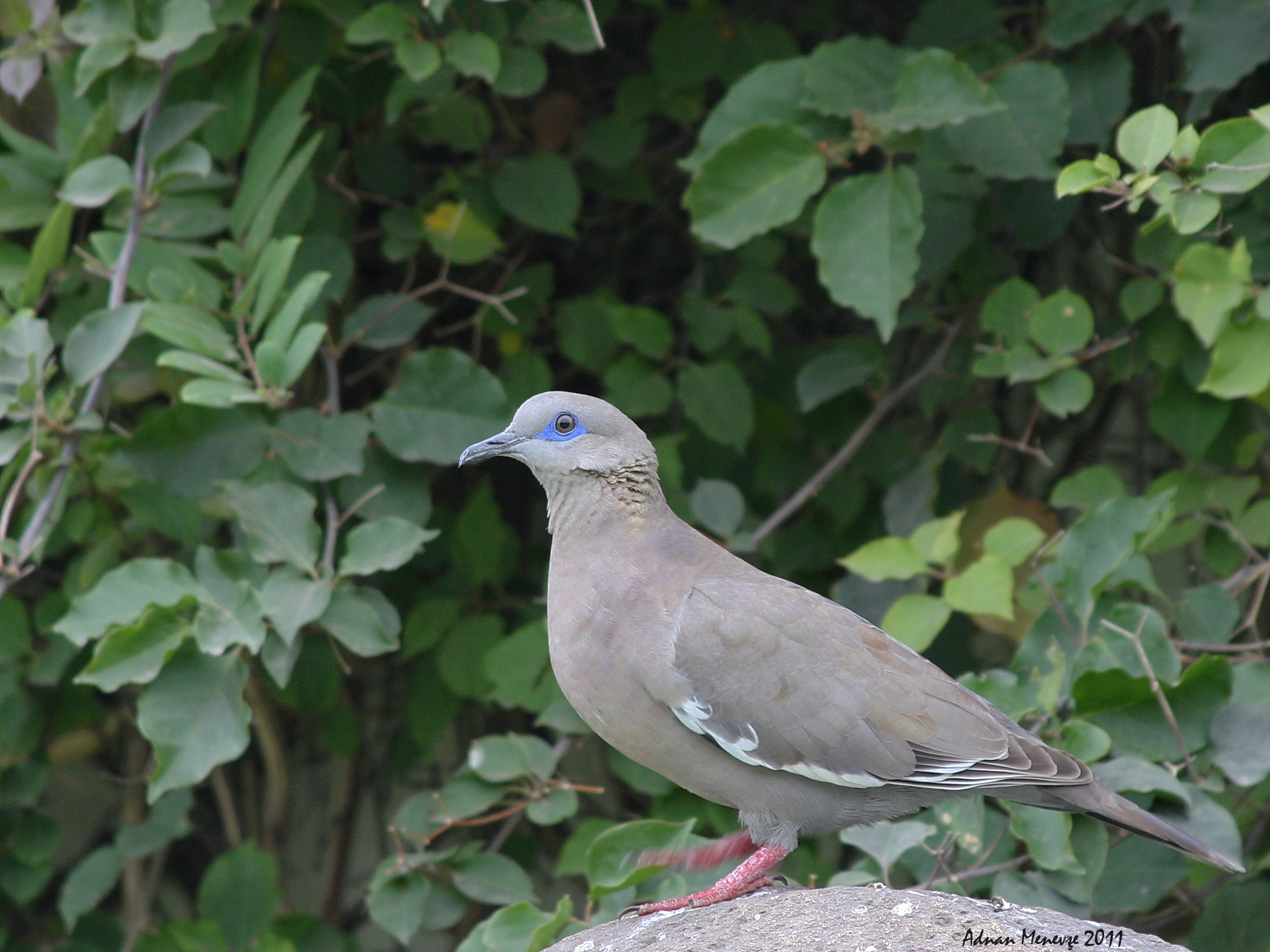 West Peruvian Dove